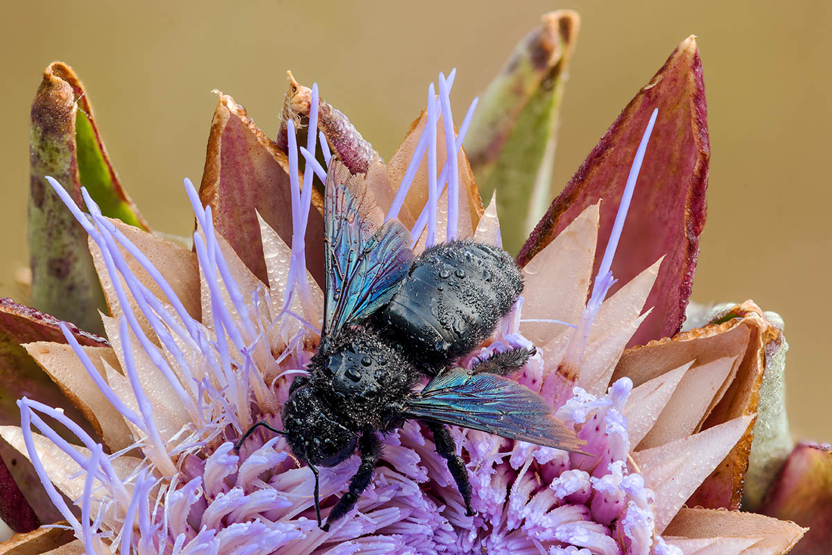 Apidae:  Xylocopa violacea, femmina
